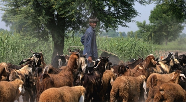 Chief Veterinary Officers from Afghanistan, Iran, Pakistan and Tajikistan meet on Transboundary Animal Diseases 
